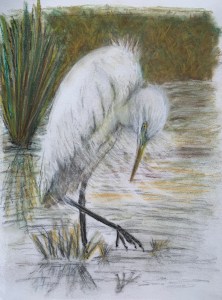 Great Egret - pastel