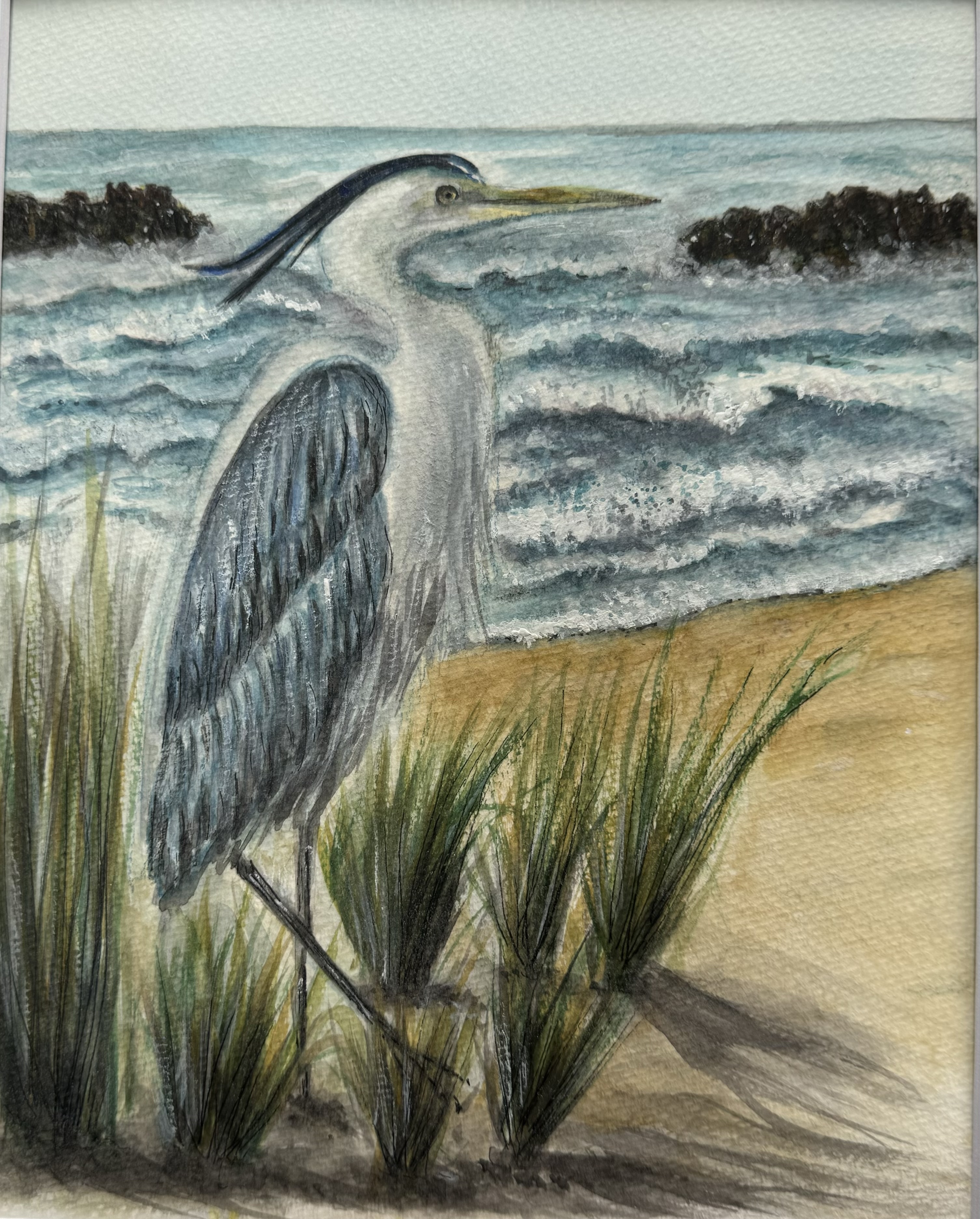 Blue Heron 8 x 10" matted $70 plus S&H